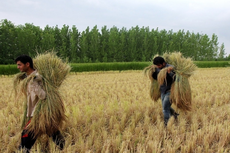 سازمان جهاد کشاورزی